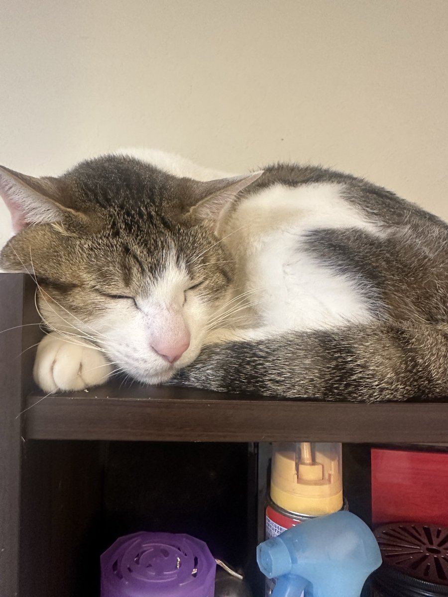 カルマ tweet media