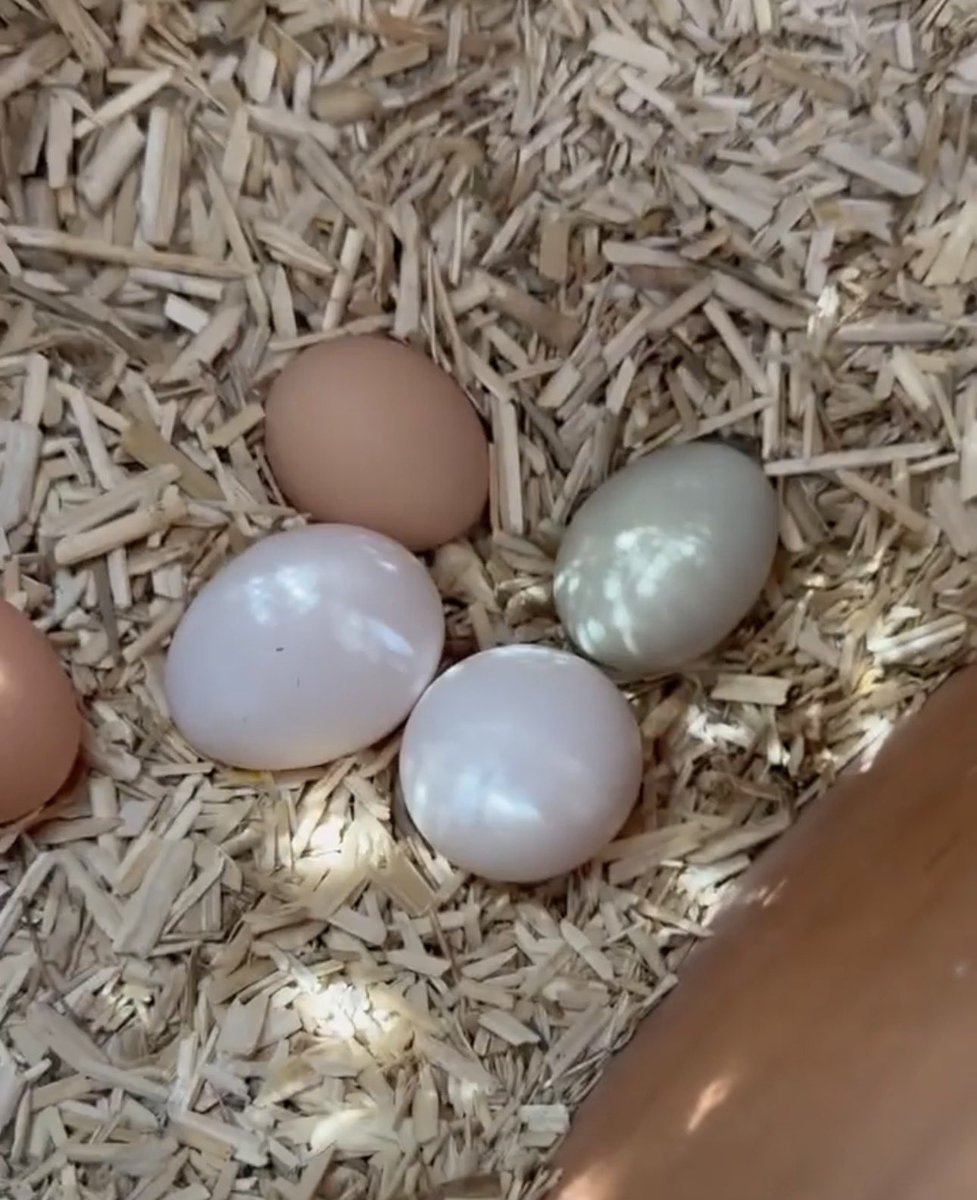 MeghansMole©️ tweet media