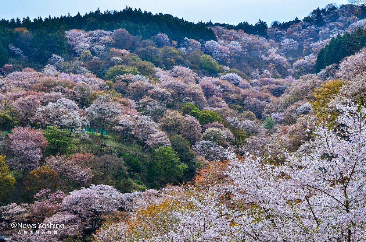 吉野山最新情報 tweet media