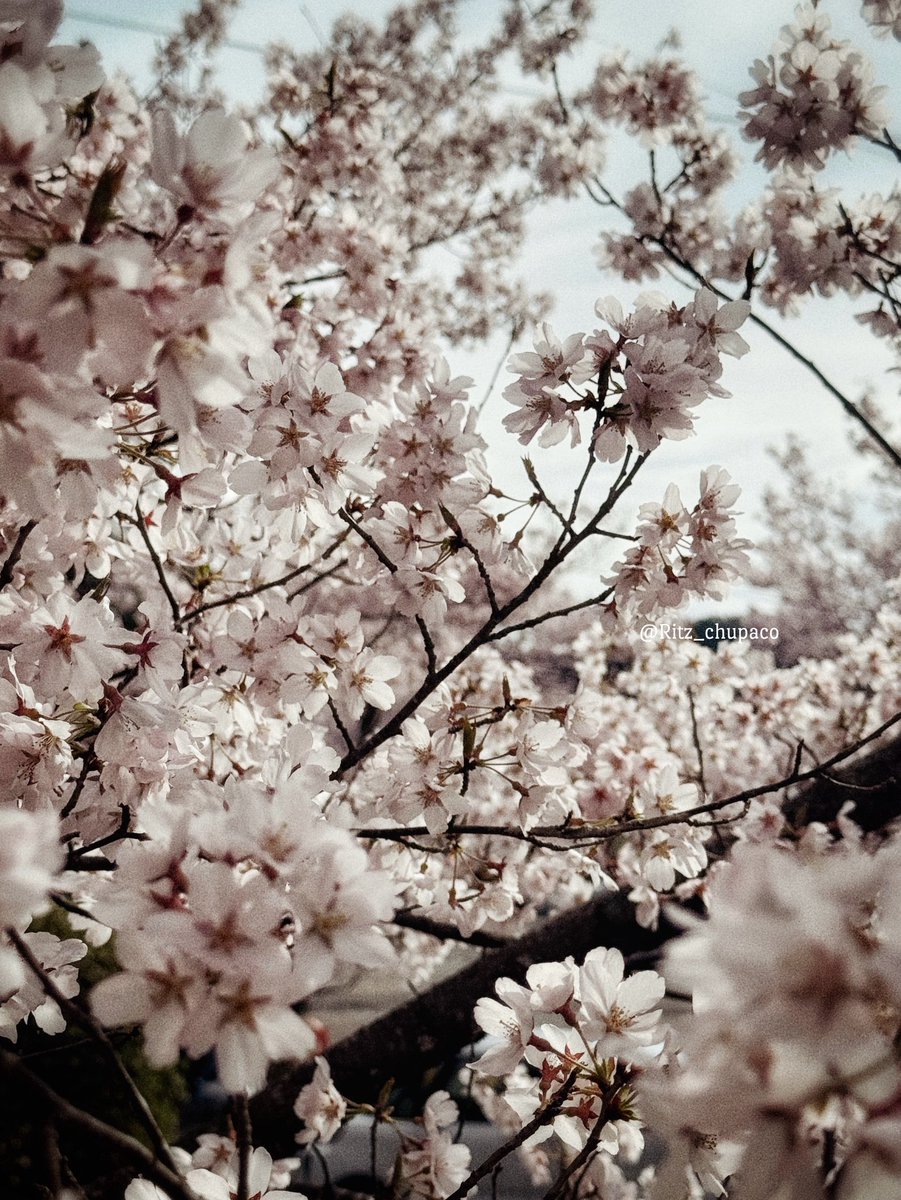 菅生りさ tweet media