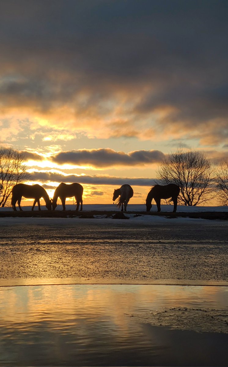 JBMEquiFarms's tweet image. The dugout is full, the ice has risen... 
The wind was strong and very cold tonight. 

The struggle between winter &amp;amp; spring continues.

#manitoba #wintervsspring #horses #mbwx #sunset