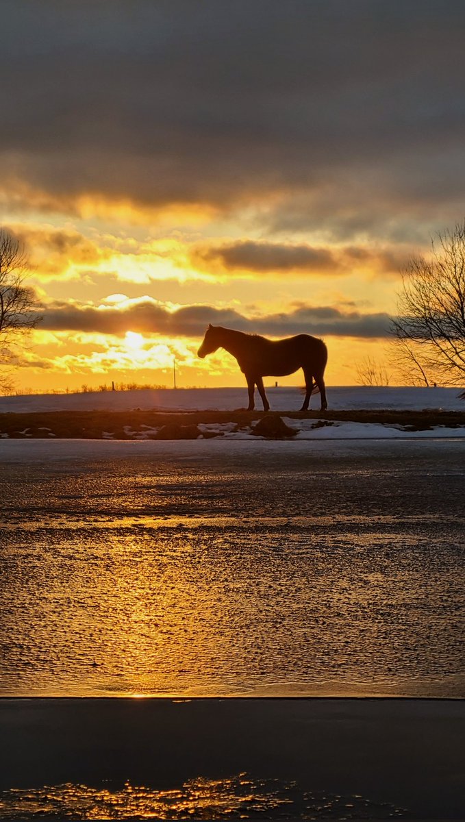 JBMEquiFarms's tweet image. The dugout is full, the ice has risen... 
The wind was strong and very cold tonight. 

The struggle between winter &amp;amp; spring continues.

#manitoba #wintervsspring #horses #mbwx #sunset