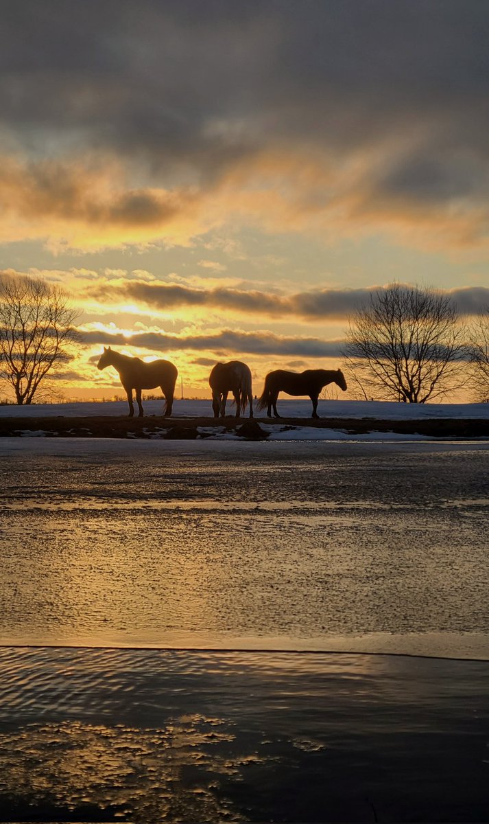 JBMEquiFarms's tweet image. The dugout is full, the ice has risen... 
The wind was strong and very cold tonight. 

The struggle between winter &amp;amp; spring continues.

#manitoba #wintervsspring #horses #mbwx #sunset