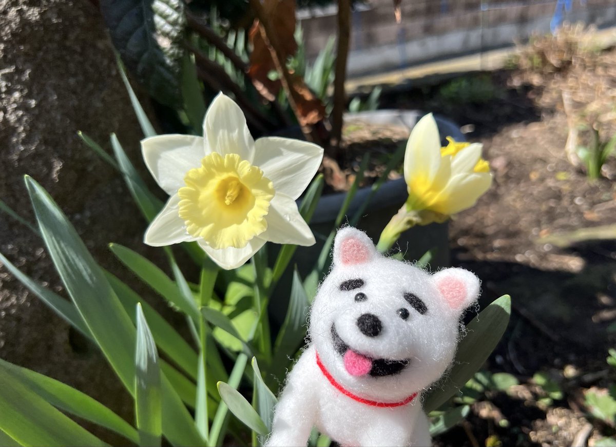 buru0107's tweet photo. 庭にお花が咲きだすと
ウキウキ、ワクワクして
くるね💛💚💙 https://t.co/dBmBrDsHQi