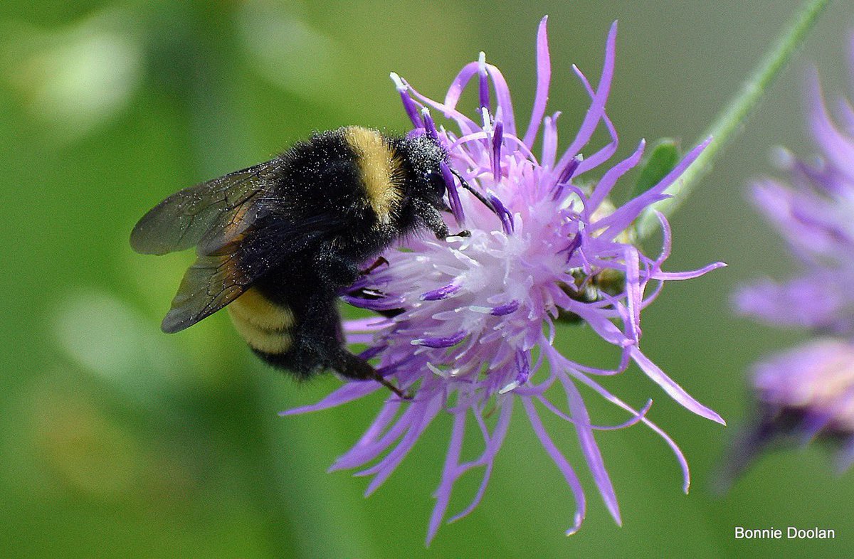 BonnieDool5t's tweet image. Today’s Bee  #bee #NaturePhotography