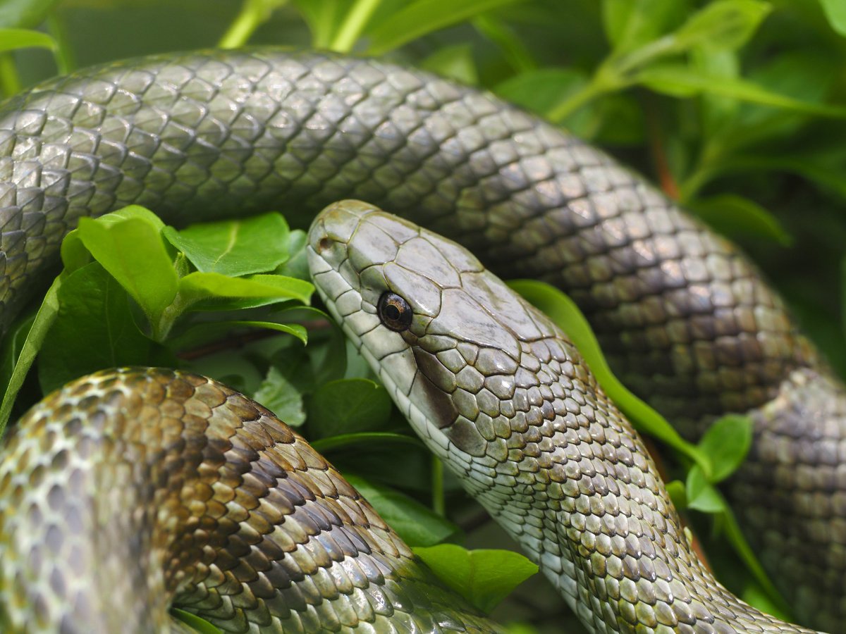 鈴木俊貴 Toshitaka Suzuki tweet media