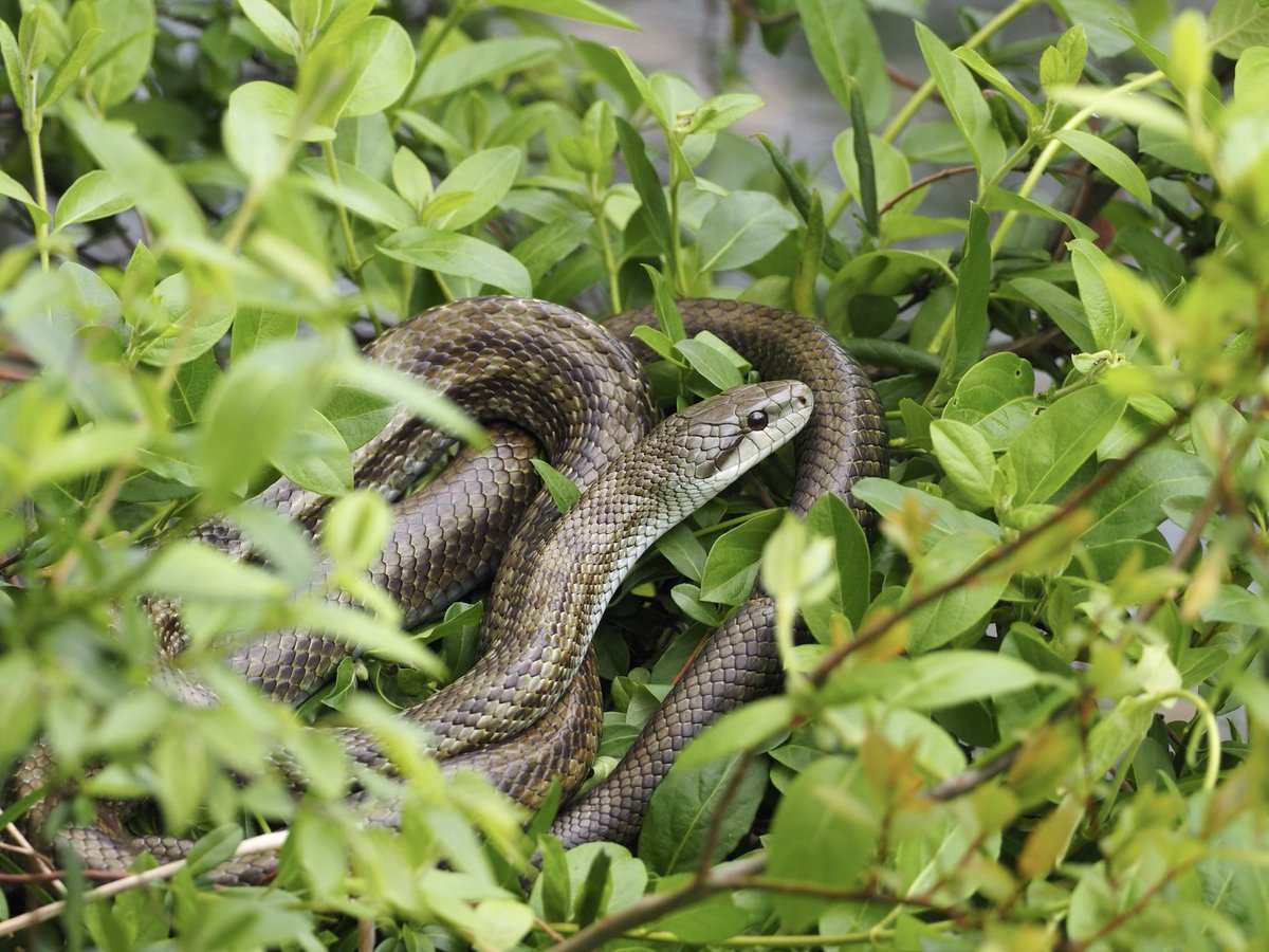 鈴木俊貴 Toshitaka Suzuki tweet media