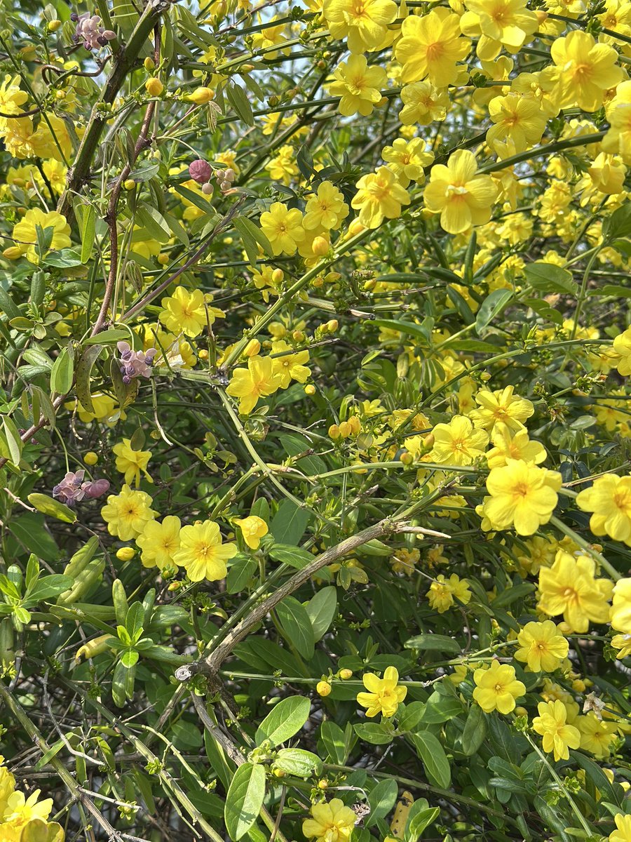 toto＊mamima猫に温泉♨️ tweet media