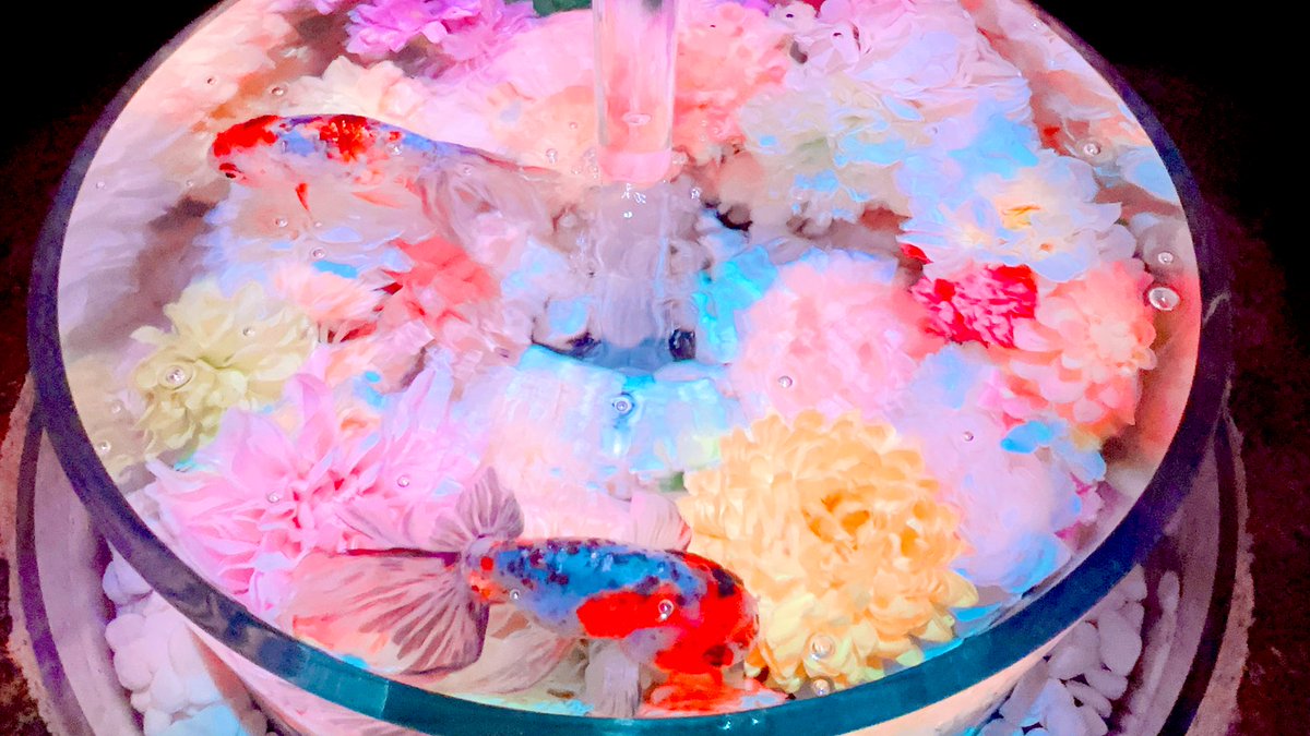 あお海苔 tweet media