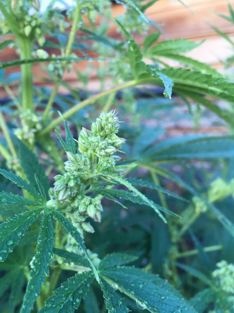 StonerDad 🇨🇦 tweet media