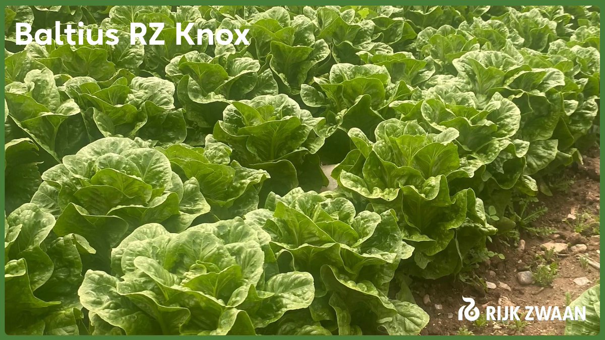 RZHellas's tweet photo. Baltius RZ Knox™

• Μαρούλι Cos με όμορφο contrast  σκούρου γυαλιστερού φυλλώματος και ξανθιάς καρδιάς
• Μεγάλο μέγεθος και βάρος
• Χαρακτηριστικό Knox (καθυστέρηση στην οξείδωση μετά την κοπή)
• Κατάλληλο για χρήση σαν τεμάχιο αλλά και για κομμένη σαλάτα https://t.co/X0JVNIA1Jt