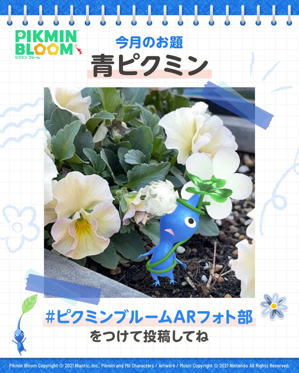 Pikmin Bloom Japan │ ピクミンブルーム tweet media