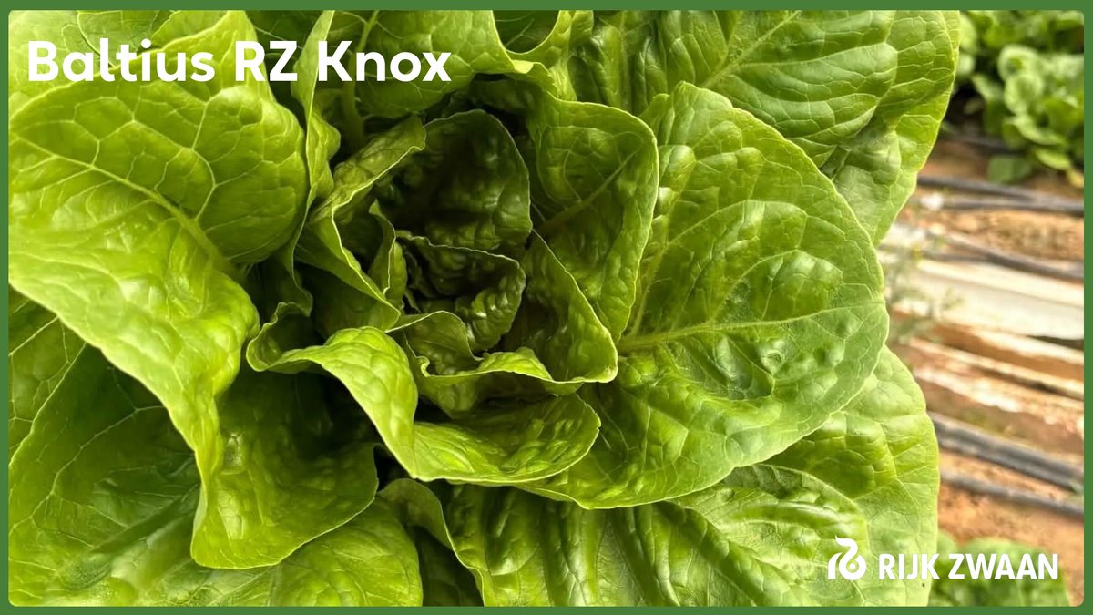 RZHellas's tweet photo. Baltius RZ Knox™

• Μαρούλι Cos με όμορφο contrast  σκούρου γυαλιστερού φυλλώματος και ξανθιάς καρδιάς
• Μεγάλο μέγεθος και βάρος
• Χαρακτηριστικό Knox (καθυστέρηση στην οξείδωση μετά την κοπή)
• Κατάλληλο για χρήση σαν τεμάχιο αλλά και για κομμένη σαλάτα https://t.co/X0JVNIA1Jt