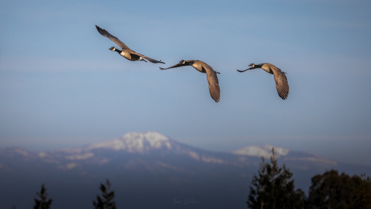 Tina Quillen Photography tweet media