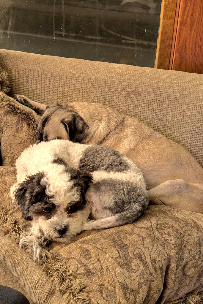 PugnatiousG's tweet image. We are so happy to hear Easter was lovely. We love you dear hearts. Sleep well tonight. 

Love Duggie and Phoebe ❤️🐕🐾🐩
#TikiMyHeart #NinaAngel
#PuggieForever #Friends4Ever
#ForeverLoved