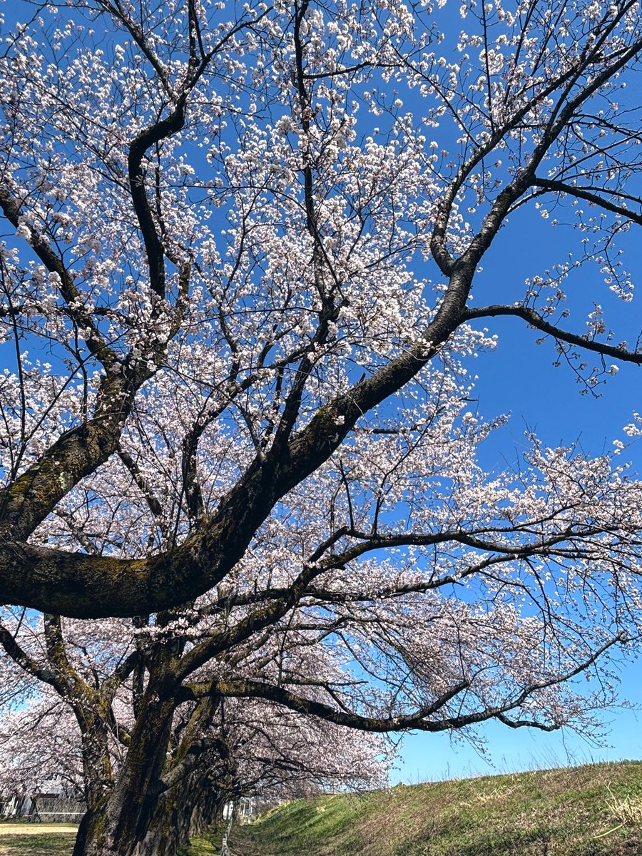 雲ひとつない青空だったので
なぎちゃんと近くの公園へ🌸
ここの桜めっちゃキレイなんだー✨️

ついに来週には北海道！
桜前線追いかけてくよ✈️🌸