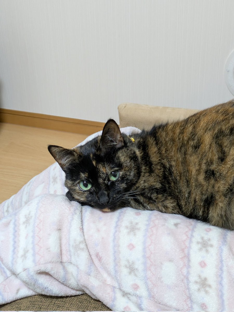 サビ猫こまち tweet media