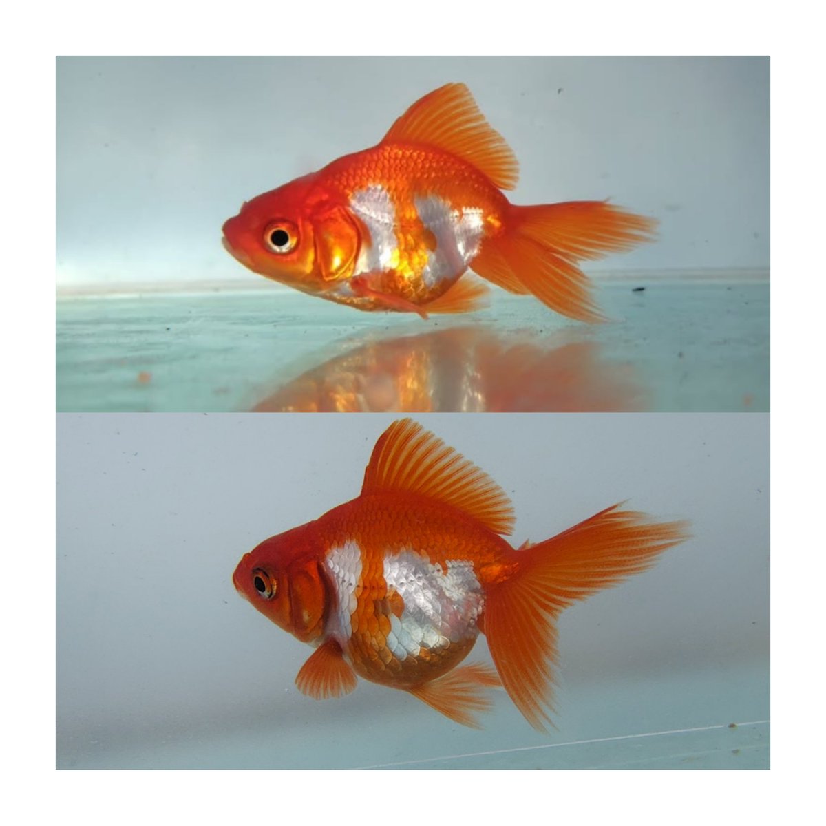 yTJzhDqiCa21699's tweet image. #goldfish #金魚のいる暮らし #金魚 #aquarium #琉金 ９日の成長