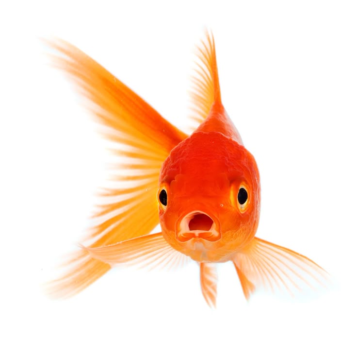 MissxShapes's tweet photo. This is Who runs this account btw #liar #mayisabunchofgoldfishes #feedus https://t.co/ZdVao6W1nw