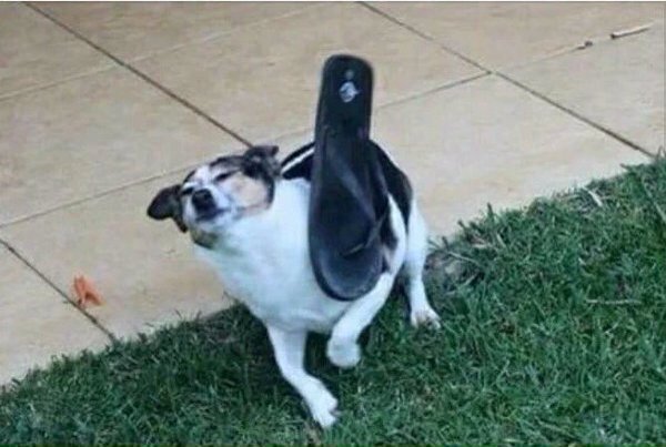 Francisco Benjamin tweet media