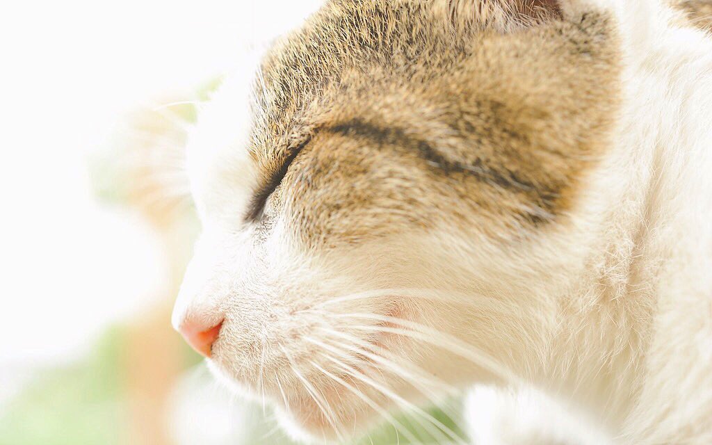 BALSE(バルス)@京都(Kyoto) tweet media