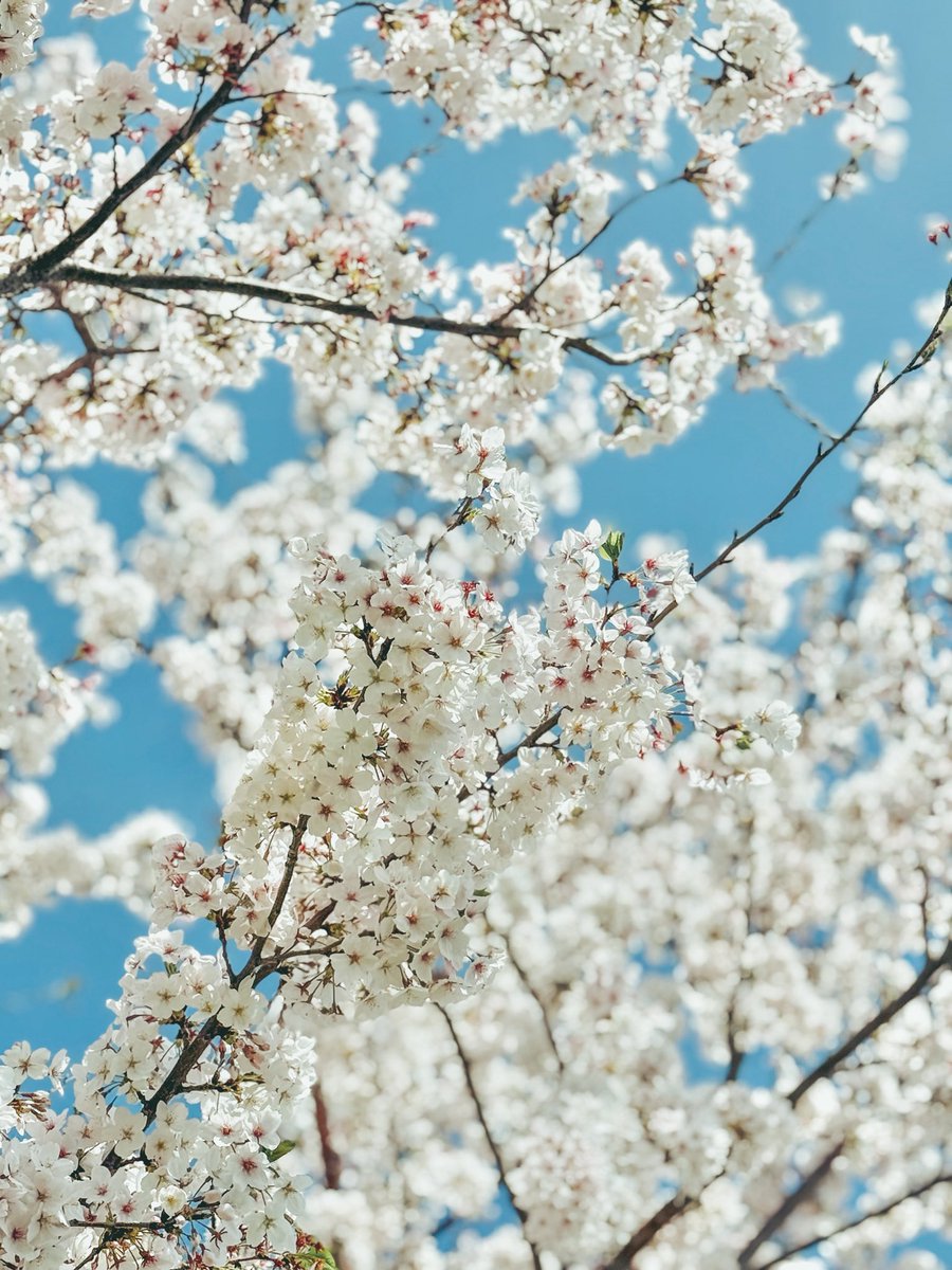 inuta0901's tweet photo. 娘を出産した病院近くの桜🌸
見るのは3回目。また来年も見にこよう。 https://t.co/n6MZTmsmxq