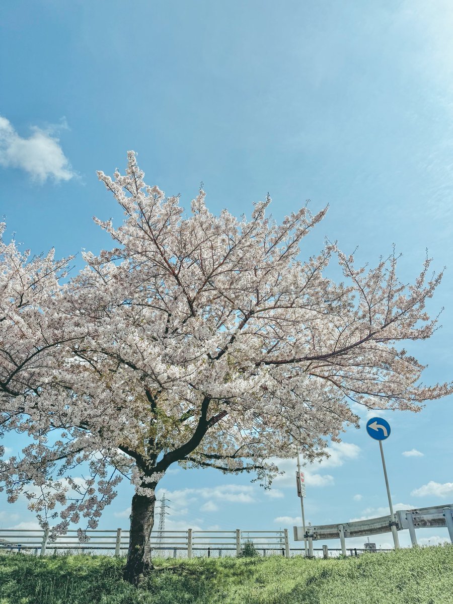 inuta0901's tweet photo. 娘を出産した病院近くの桜🌸
見るのは3回目。また来年も見にこよう。 https://t.co/n6MZTmsmxq