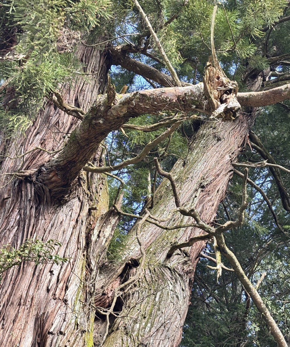 バス子🐱🥊 tweet media