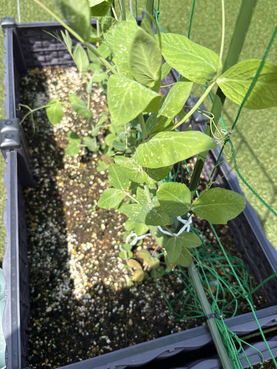 み - く ん 。 tweet media