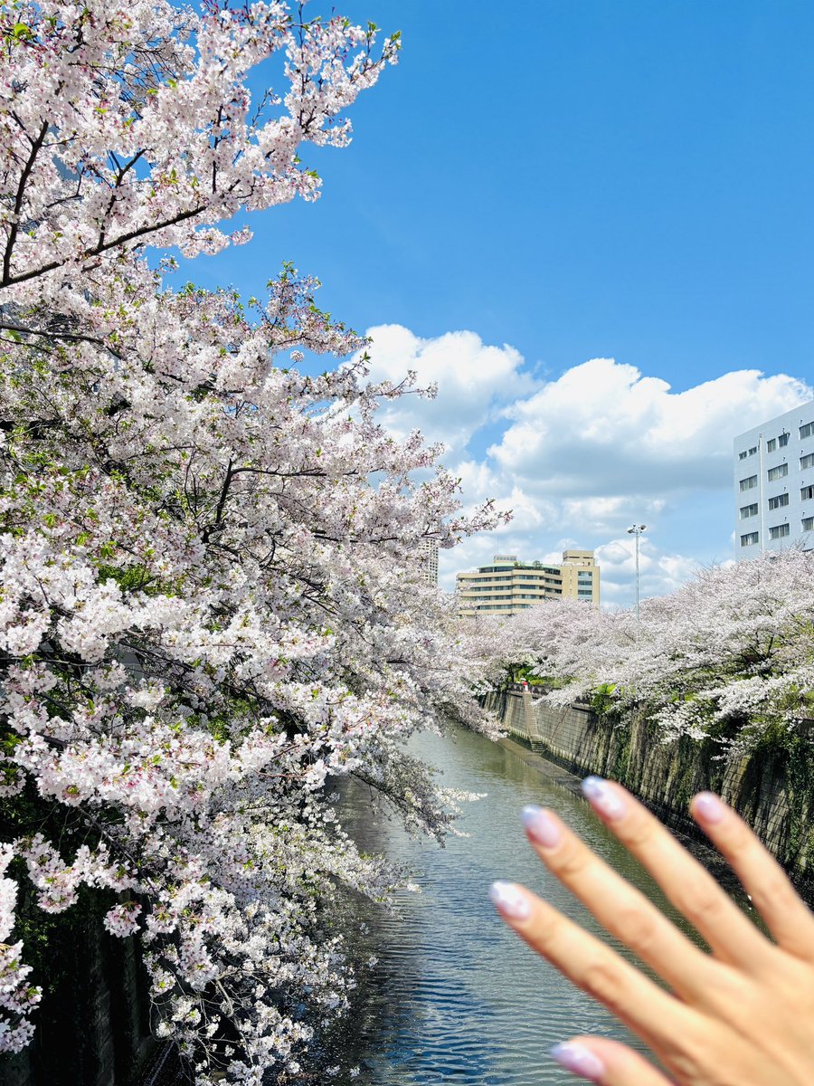 niconicosamurai's tweet photo. 中目黒〜目黒間オススメ！去年綺麗だったとこ剪定されてたなあ、、
まだ間に合うぞい https://t.co/sOm2dfRZYg