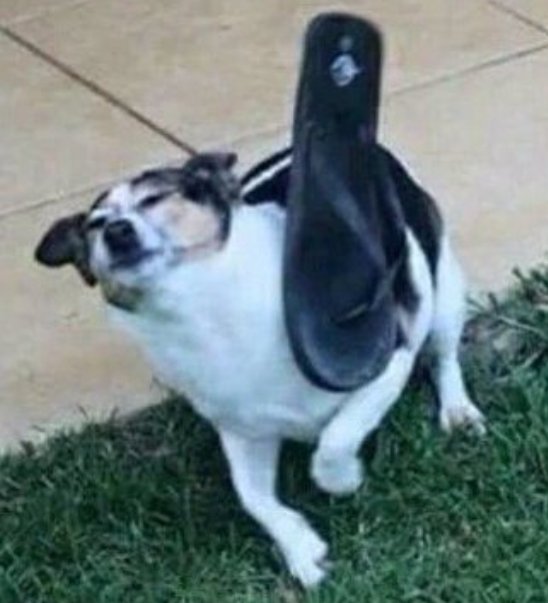 Francisco Benjamin tweet media