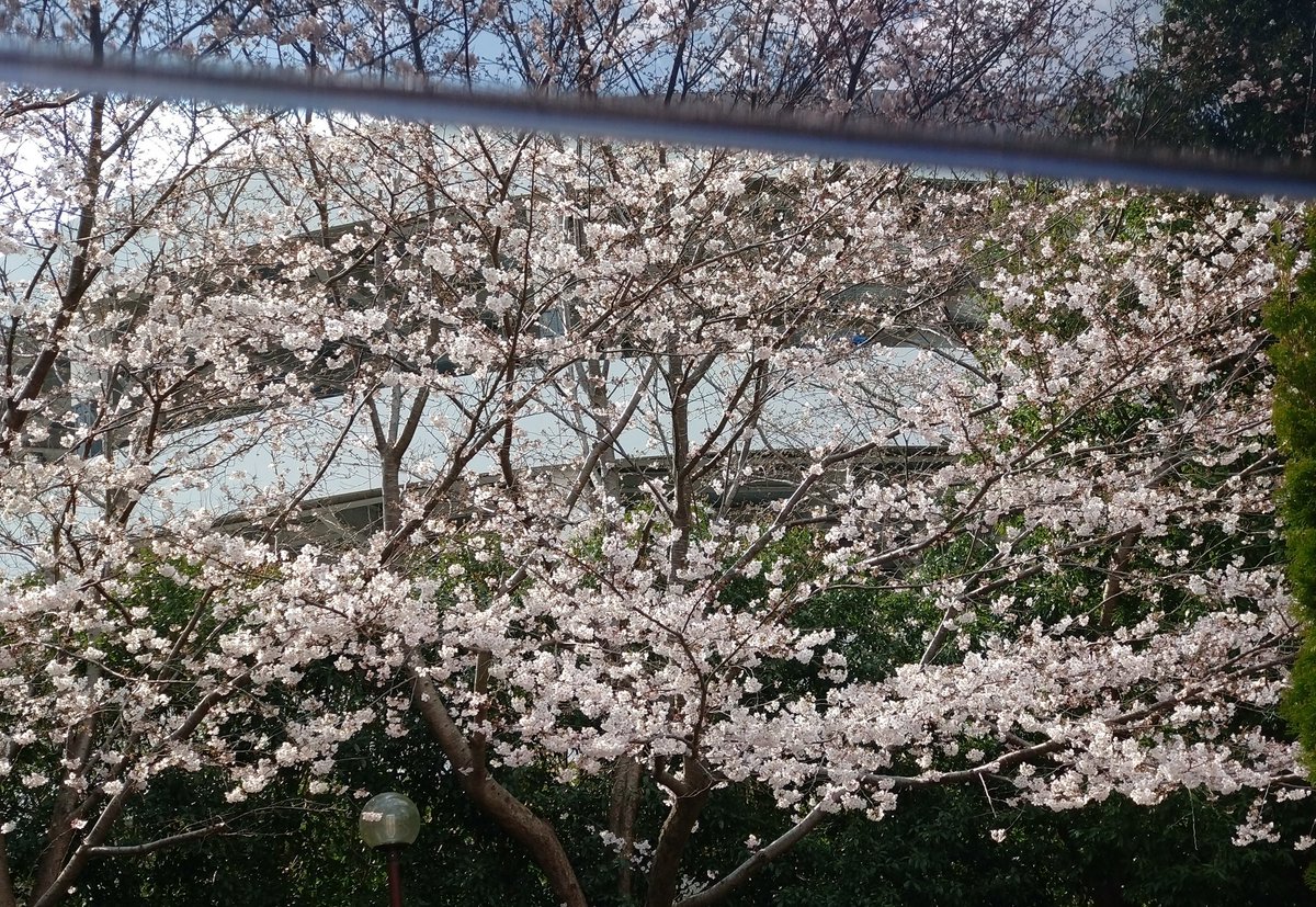ASMH193's tweet photo. 少し前に撮った桜の木がとてもきれい！一生の思い出の場所になった。 https://t.co/0ry3INjvr5
