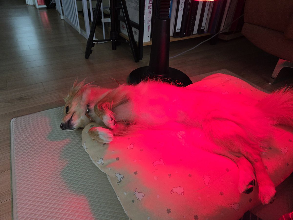 🕯로니와 로언 tweet media