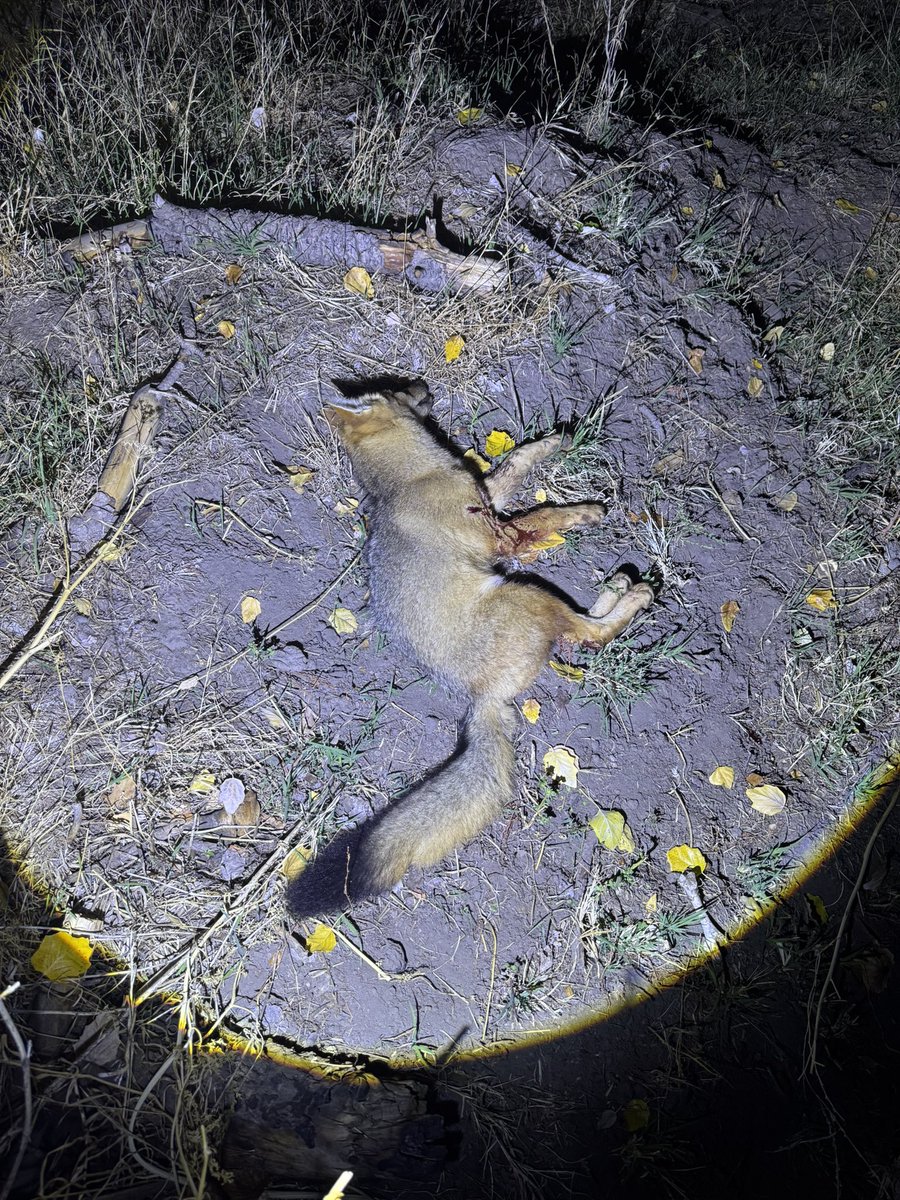 Volvemos a poner de moda los tapados de piel?