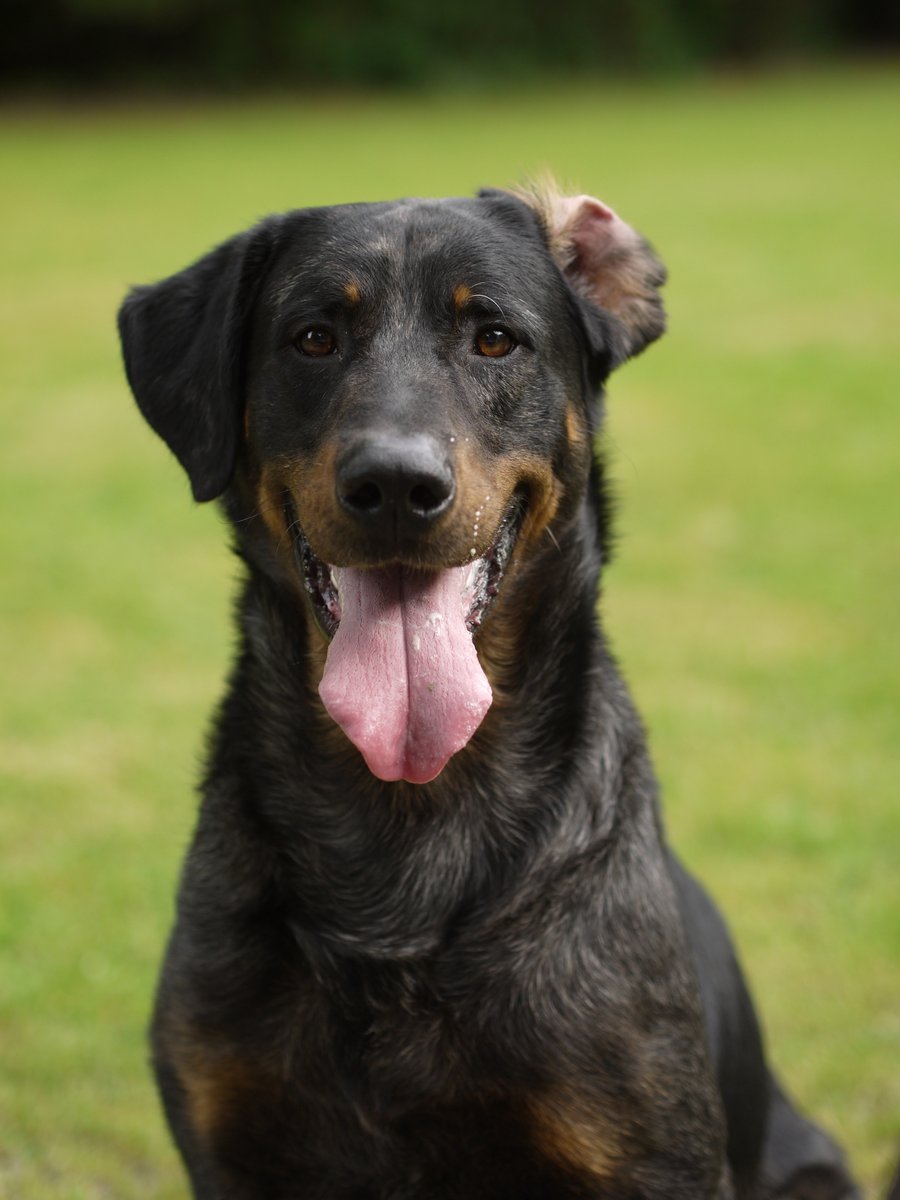 Captivating Canines tweet media