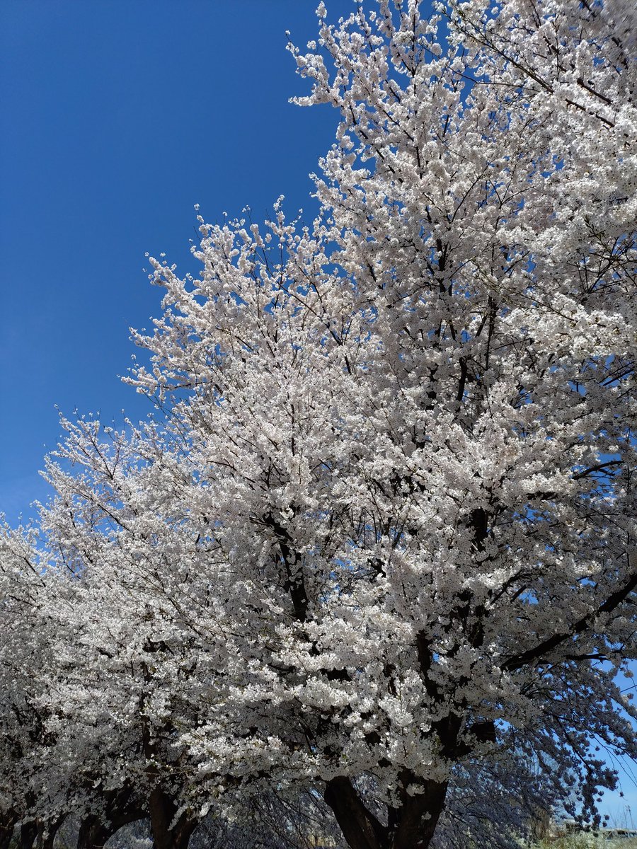 ミラー欲しいマン/チゼル浪費したいマン❄️👅 tweet media