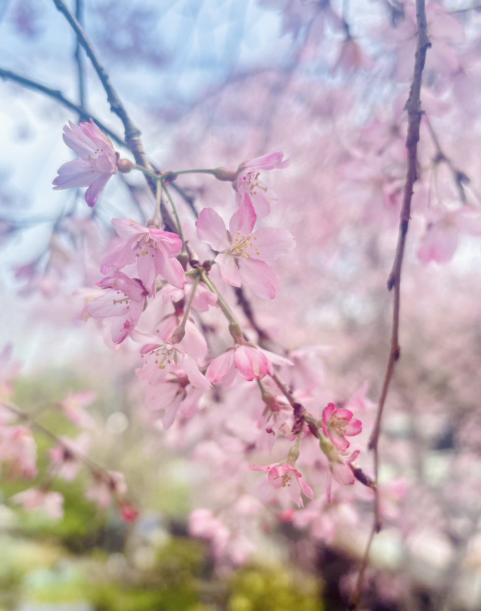 koimo_11893's tweet photo. 満開になりました🌸 https://t.co/udwuYOegMi