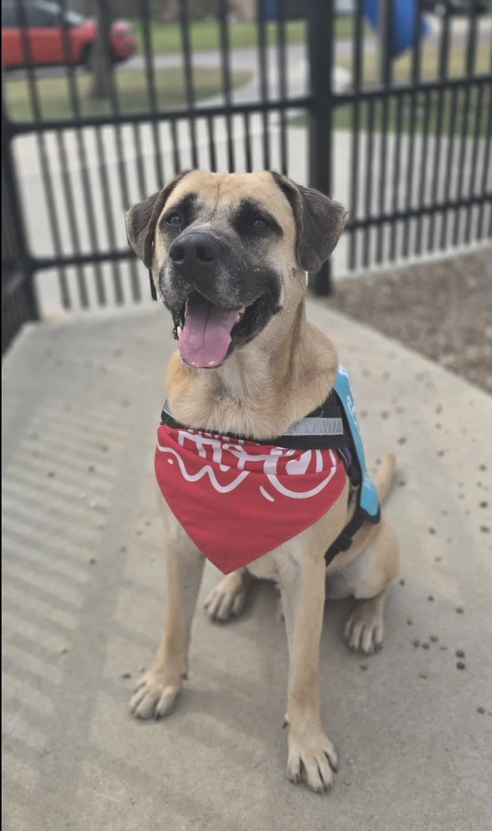 LisaBrabson's tweet image. Beautiful LEO #A326015 6yo has a chance to b saved by the amazing rescue @FHDRofSETX but they need Donations for his care &amp;amp; a kennel
If u possibly can won't u plz #Donate to save this darling boy
He is such a handsome hunk of love❤️ 
Plz #Adopt or #Foster if u can #CorpusChristi
