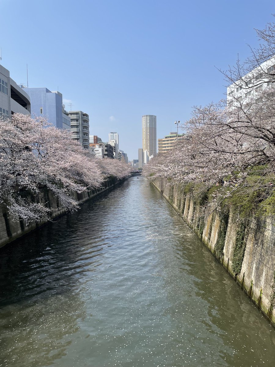 Richardのイワシ tweet media