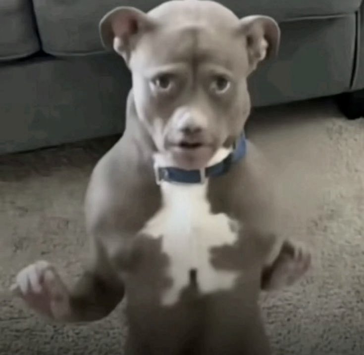 Como me mira mi perro en la noche llevándome un banquete a la pieza