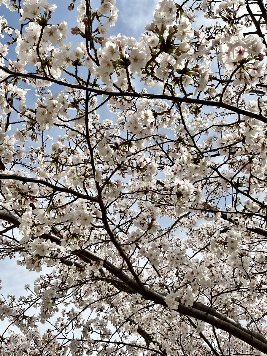 Pihiroba's tweet photo. 🌸ポートアイランド市民広場周辺の桜が見頃です🌸
やさしい春の風とともに、ちょっとしたお散歩や休憩にぜひ散策してみてください☺️

#神戸　#桜　#春の景色　#ポートアイランド　#市民広場 https://t.co/NvXLkyNy0v