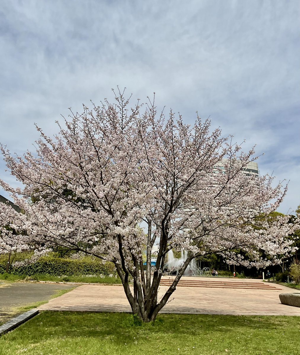 Pihiroba's tweet photo. 🌸ポートアイランド市民広場周辺の桜が見頃です🌸
やさしい春の風とともに、ちょっとしたお散歩や休憩にぜひ散策してみてください☺️

#神戸　#桜　#春の景色　#ポートアイランド　#市民広場 https://t.co/NvXLkyNy0v