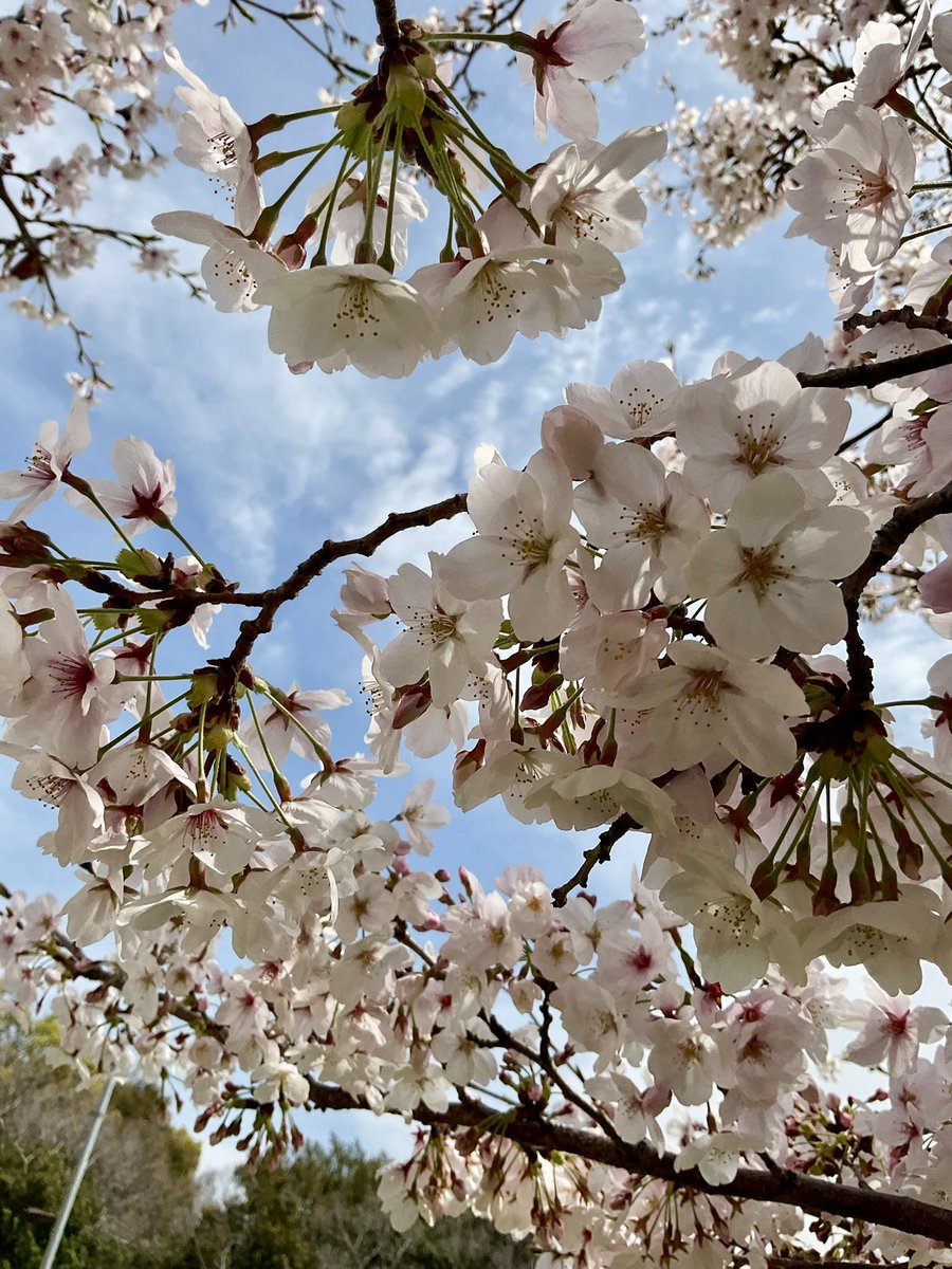 Pihiroba's tweet photo. 🌸ポートアイランド市民広場周辺の桜が見頃です🌸
やさしい春の風とともに、ちょっとしたお散歩や休憩にぜひ散策してみてください☺️

#神戸　#桜　#春の景色　#ポートアイランド　#市民広場 https://t.co/NvXLkyNy0v
