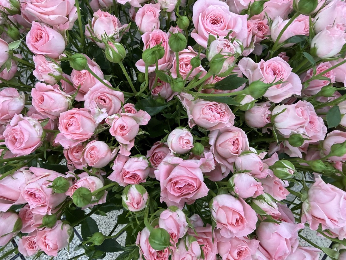 花重 京都 tweet media