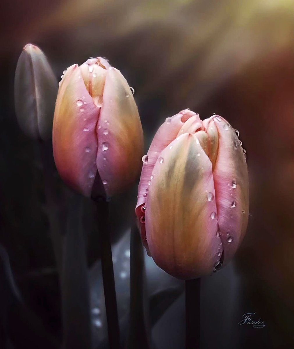 شوق💎بنت الحضارم tweet media