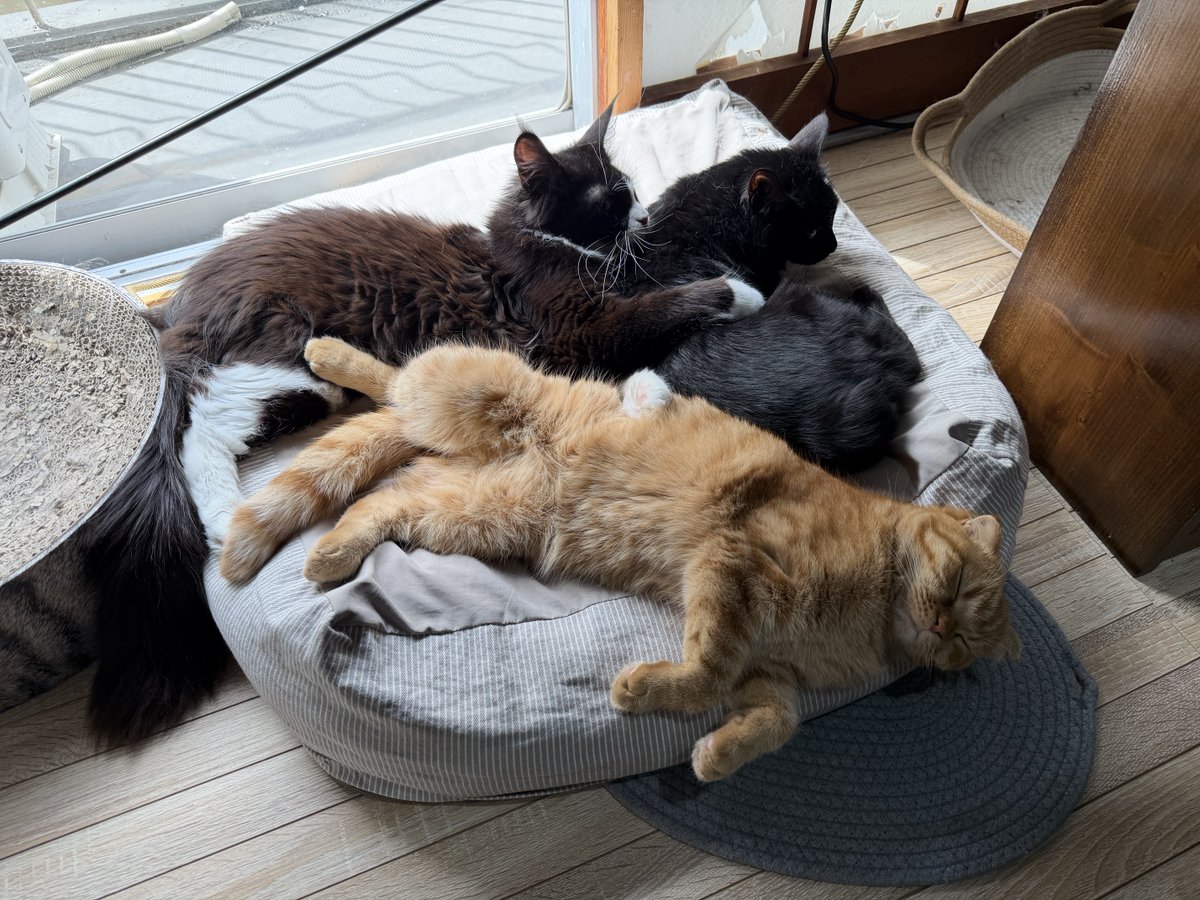 暑いのに猫だんご🐈‍⬛🐈‍⬛🐈