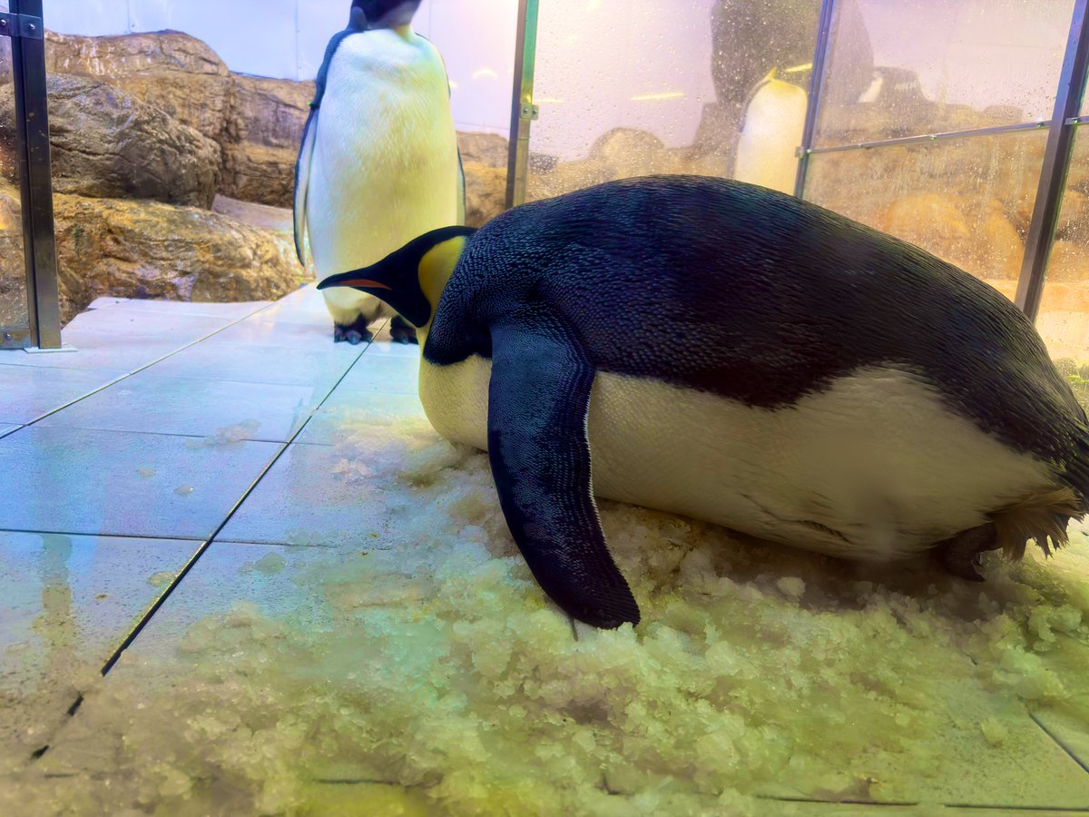 トモスケ tweet media