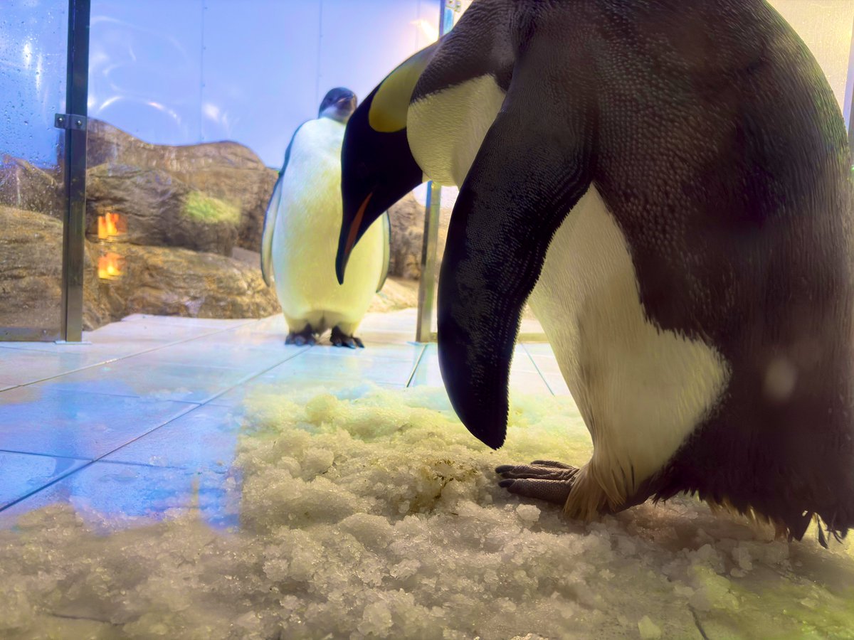 トモスケ tweet media