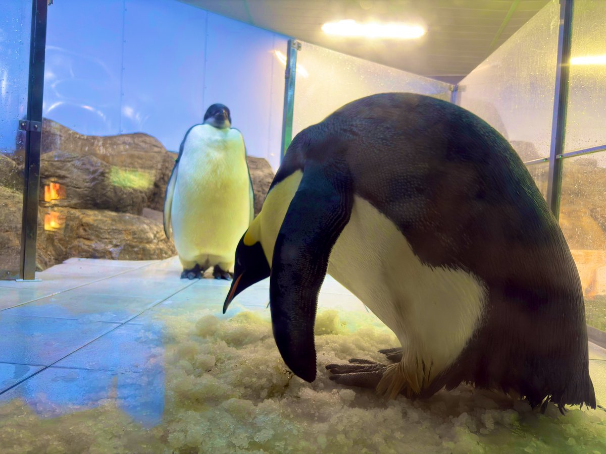 トモスケ tweet media