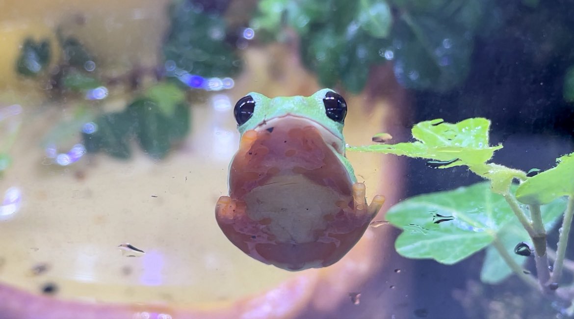 ぴよ@カエルと暮らす tweet media